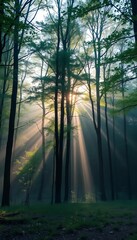 Fototapeta premium Misty forest clearing with sunlight breaking through the trees, clearing, woodland