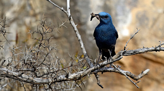 Blue rock thrush male with food in the beak // m&auml;nnliche Blaumerle mit Futter im Schnabel (Monticola solitarius) 