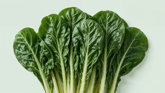 Garden fresh Swiss chard (silverbeet) leaves