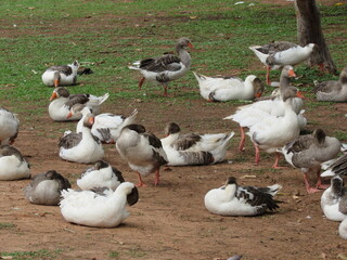 Group of Toulouse domestic geese in farm setting