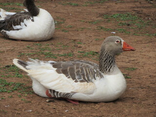 Toulouse domestic goose resting on the ground