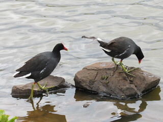 Common Moorhens Standing on Rocks by the Water