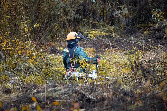Forestry worker cutting brushwood with trimmer in autumn forest, safety gear and sustainable land management concept, professional outdoor work