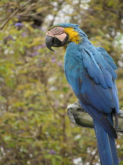 Blue-and-yellow macaw standing on streetlight with trees behind