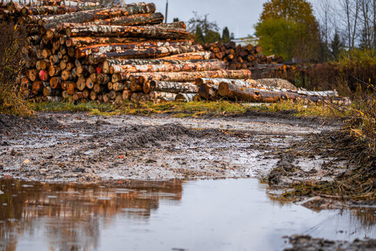 Wet muddy forest road with stacked timber logs after rain, logging and sustainable forestry industry background, autumn rural landscape