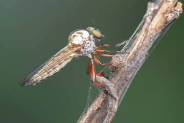 macro of a Robberfly