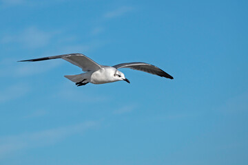 Laughing Gull searches for food as it glides in a blue sky.