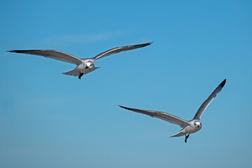 Two adult Laughing Gulls flying close together in a cloud-streaked blue sky.