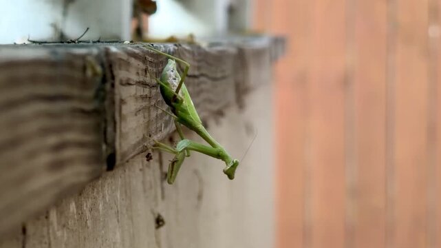 Praying Mantis turns head to look at camera