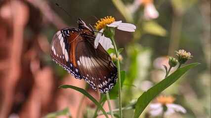 butterfly on flower