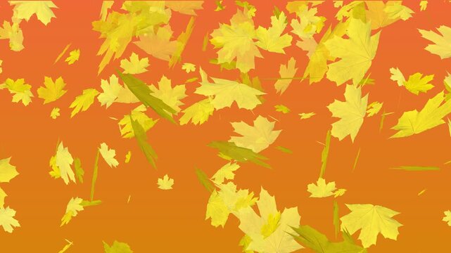 Maple leafs falling background. Animation Maple leafs falling