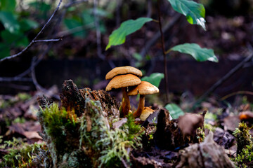 mushroom in the forest