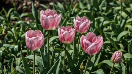 Pink and white Lily-flowered tulips (Tulipa) Beautiful blossoms in a garden during April