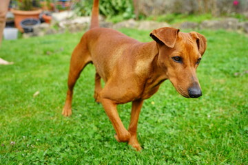 Deutscher Pinscher 