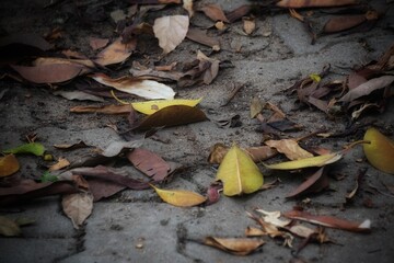 yellow autumn leaves 