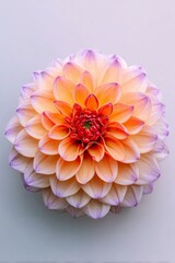 Ripresa dall'alto e minimalista di un fiore di dalia sfumato di arancio, giallo e lilla, su sfondo chiaro.