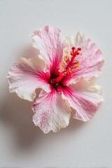 Fiore di ibisco con petali rosa, con sfumature bianche verso i bordi. Ripresa dall'alto su sfondo bianco.