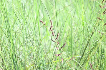 Echinochloa colona grass. Its common name jungle rice, wild rice, deccan grass, jharua grass and awnless barnyard grass. It is a type of wild grass originating from tropical Asia.