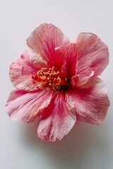 Fiore di ibisco rosa con sfumature, isolato su sfondo bianco.