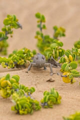 Namaqua Chameleon, Chamaeleo namaquensis, standing on the sand in the Namib desert
