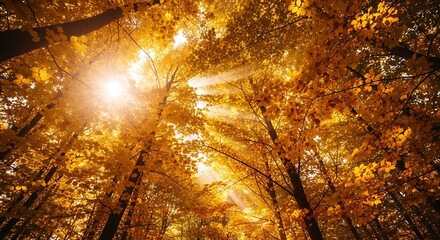 Sunlit Canopy - Autumnal Forest View with Golden Leaves.