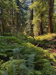 Obraz premium redwood forest