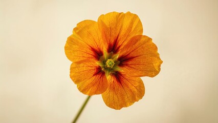 Fototapeta premium Nasturtium flower with selective focus and blurred background