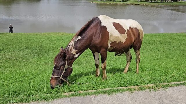 A sturdy, brown and white pinto horse grazes peacefully on lush green grass next to the calm waters of Xuan Huong lake in Da Lat, Vietnam.