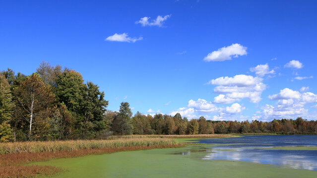 Trees and reeds on the shore of Richart Lake in early autumn with clouds in a blue sky