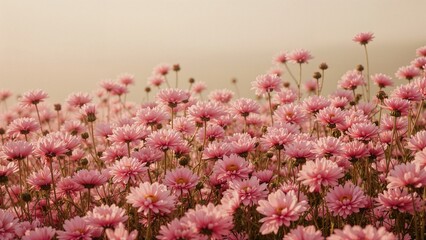 Field of Pink clear chrysanthemum flowers in full bloom