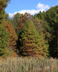 Coniferous and deciduous trees displaying autumn colors, along a small lake bordered by reeds and grasses.