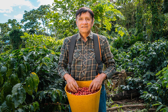 Elderly farmer showing freshly harvested coffee cherries in the Yungas region of Bolivia - coffee concept