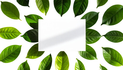 Minimal White Card Surrounded by Fresh Green Leaves Flat Lay Composition