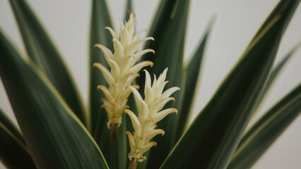Obraz premium Close-up of blooming flowers on Dracaena trifasciata (snake plant)