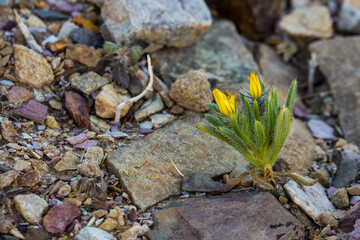 A single small wildflower, with bright yellow flower buds, growing on the harsh rocky edges of the Fish River Canyon in Namibia
