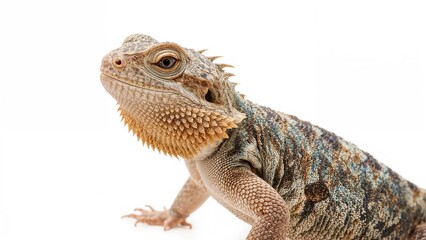 Obraz premium Bearded dragon on white background