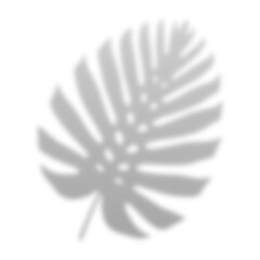 Dual Tropical Leaf Corner Shadow Overlay with Copy Space