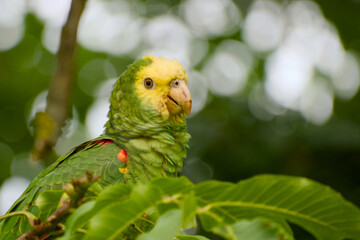 Close-up portrait of a yellow-headed Amazon parrot surrounded by green walnut leaves in Stuttgart Germany