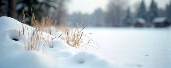 Frosty winter landscape with dry grass peeking through snow in serene blue and white colors for peaceful seasonal nature and holiday atmosphere