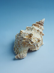 sea shell on blue background