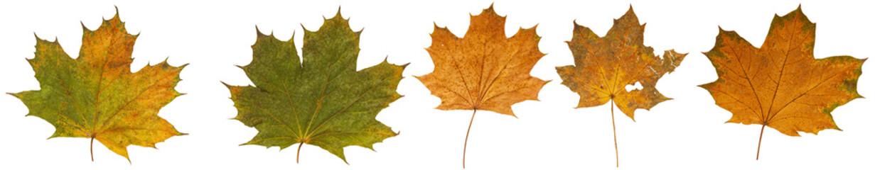 Set of autumn leaves isolated on white background. High resolution.