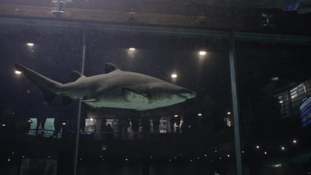 A sand shark glides gracefully in the Cape Town Oceanarium, appearing to levitate in crystal-clear water filled with soft light, captured from inside the tank as if floating beside this majestic