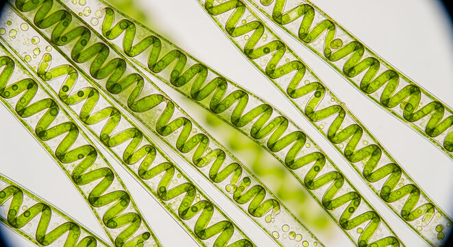 Microscopic view of Spirogyra algae with spiral chloroplasts
