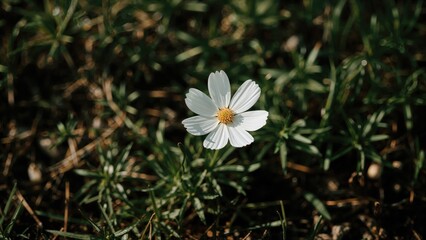 Observing the beauty of the cosmos flower in nature's embrace.