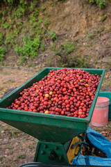 vertical machine for peeling coffee cherries in the Yunga region of Bolivia - coffee concept