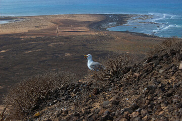 Yellow-Legged Gull on Lobos Island, Canary Islands