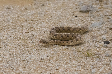 Saharan horned viper, Cerastes cerastes, snake in the sand in the Namib desert
