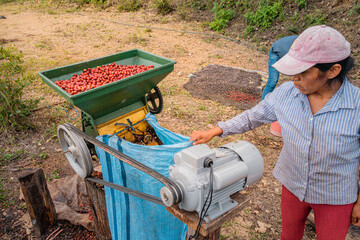Latina woman working in agriculture using a machine to peel freshly harvested coffee cherries in...