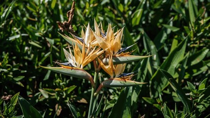 Fototapeta premium Exotic Bird of Paradise blossoms surrounded by lush foliage