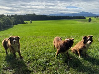 Obraz premium Three dogs are standing in a grassy field